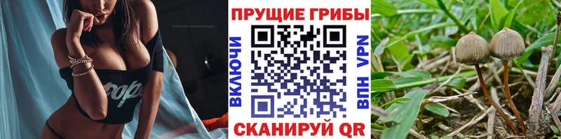 дарнет шоп  Новошахтинск  Галлюциногенные грибы ЛСД 